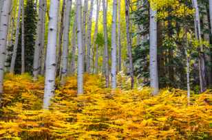 Aspens and ferns on Ohio Pass-2054